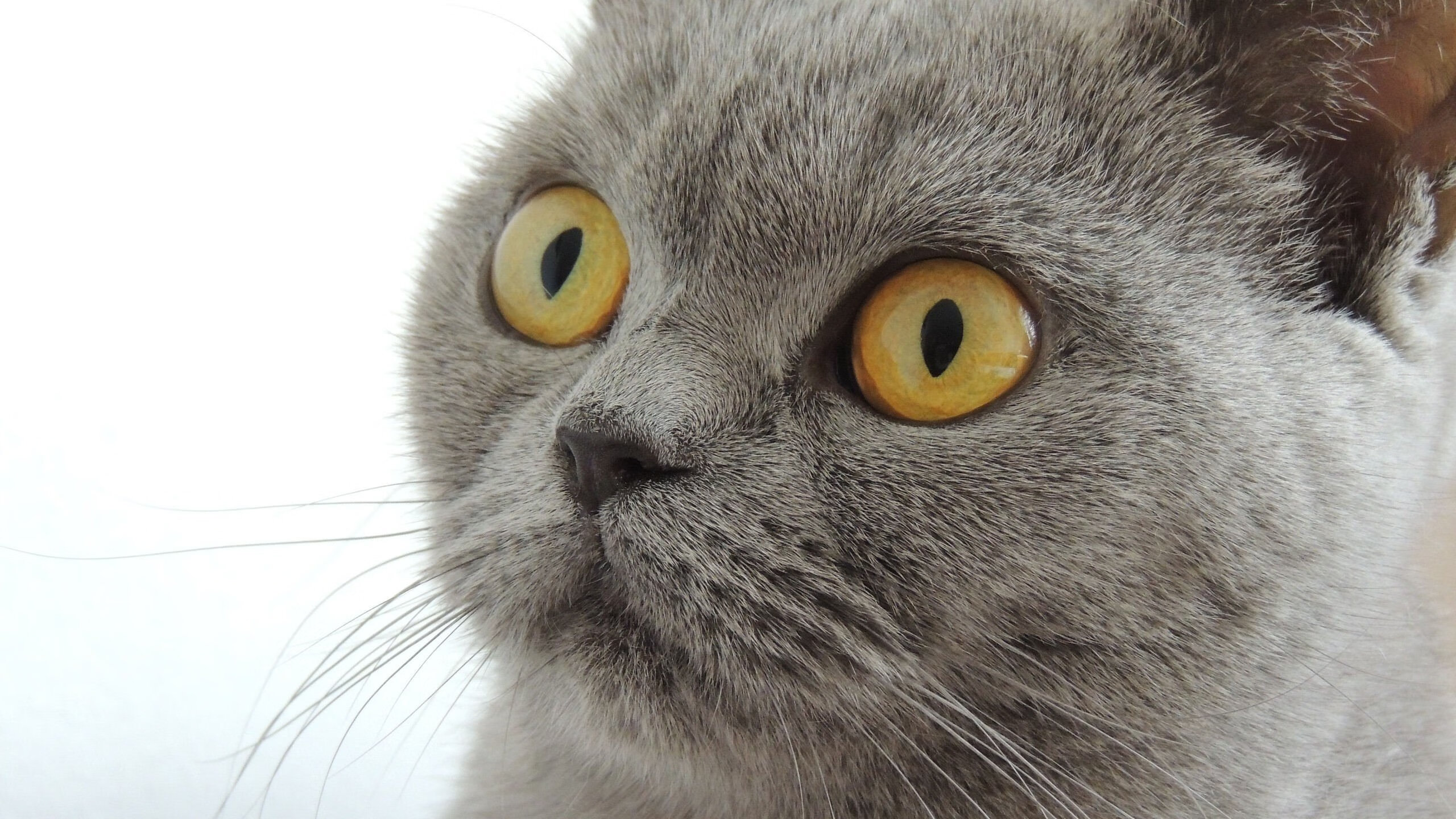 跨界战吼，当德甲争冠硝烟遇上猛龙撕裂之爪