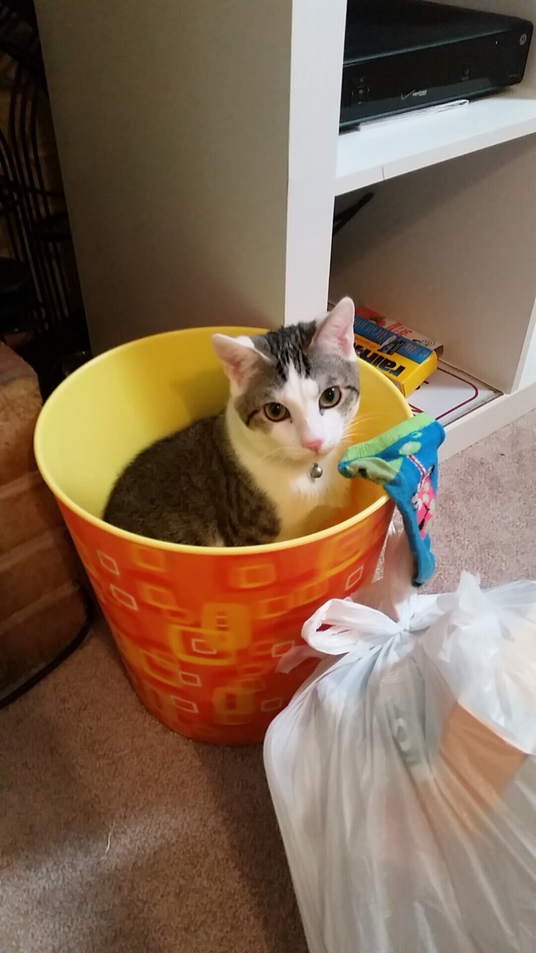 绿茵棋局中的唯一执子者，当阿拉巴式掌控决定皇家社会与拉齐奥的命运