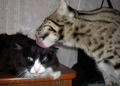 内线长城的现代进化，浓眉刷新纪录背后的广厦体系