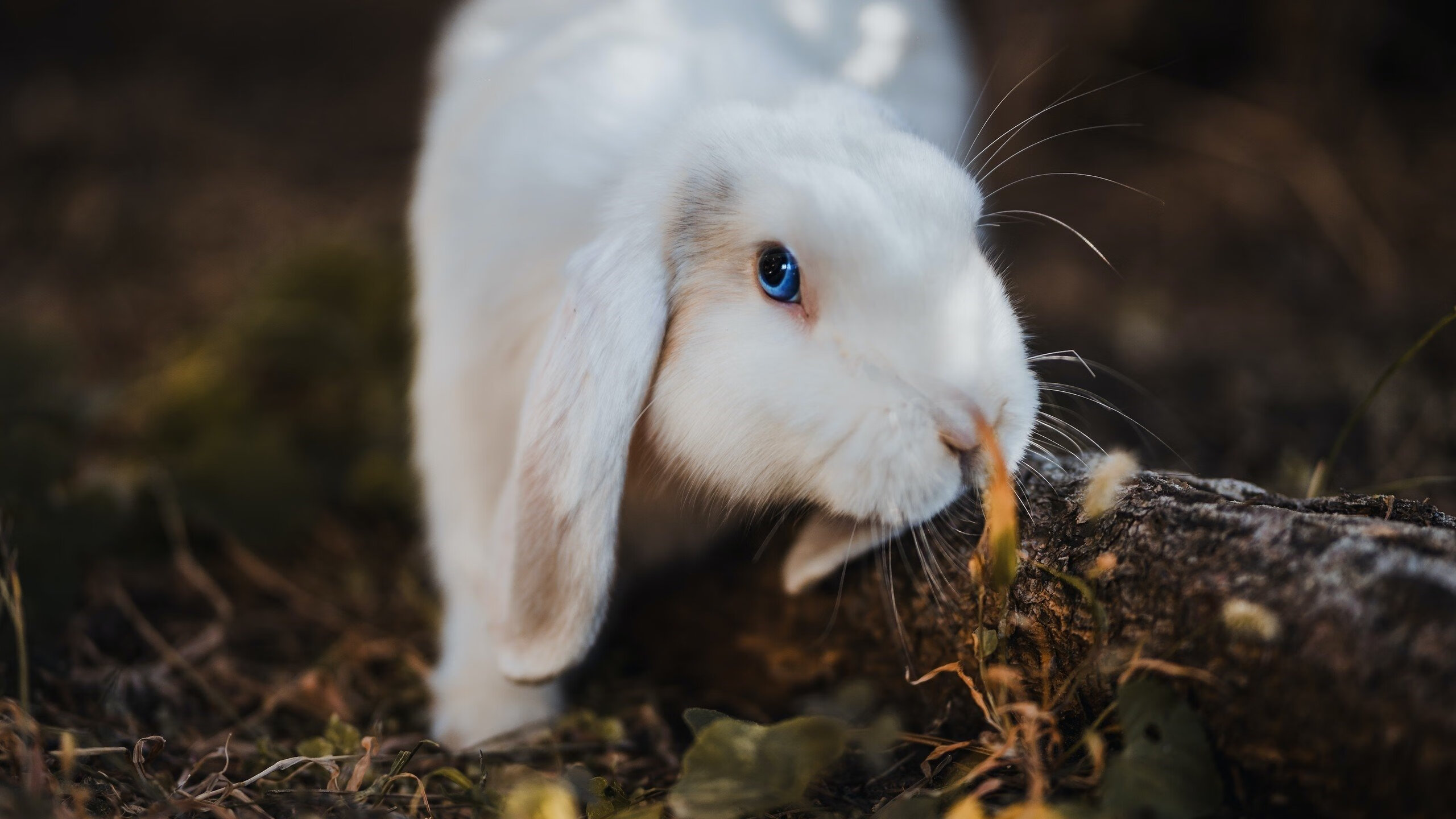 马刺稳扎稳打力克掘金，英格拉姆末节统治攻防定乾坤