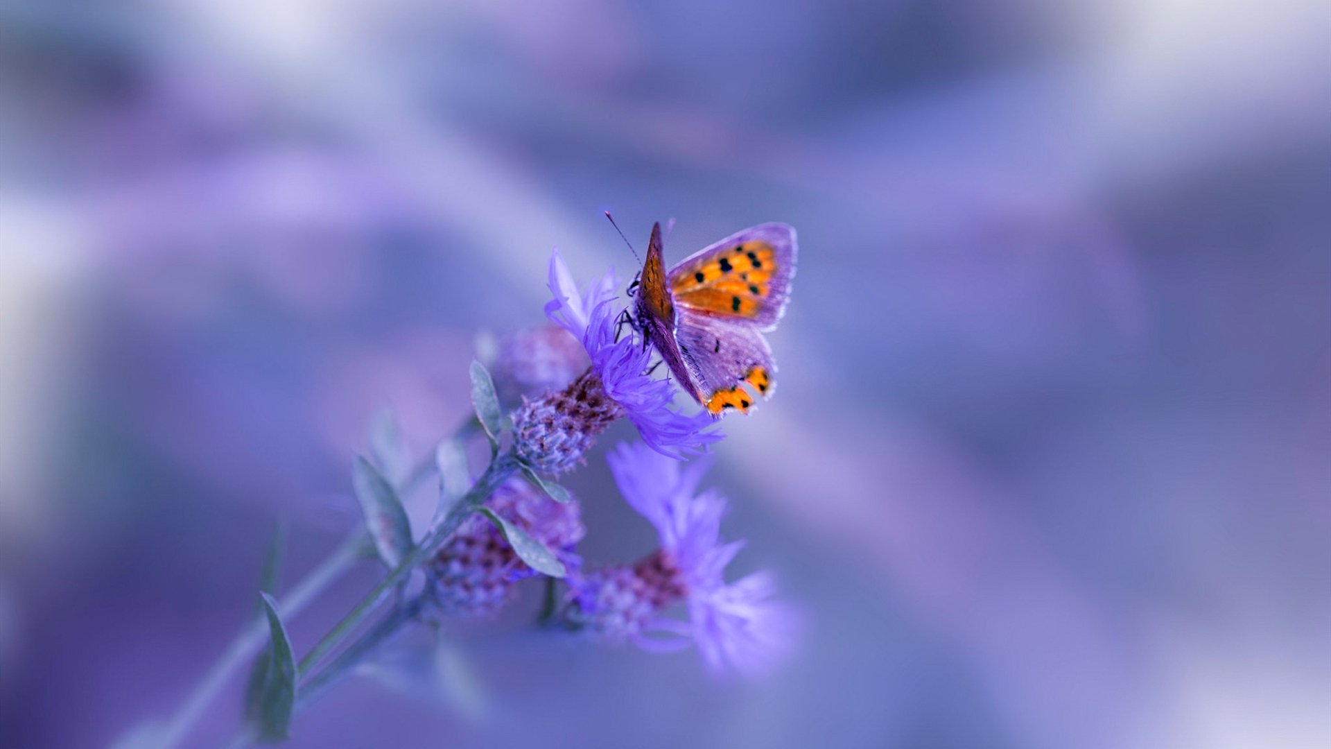 神转折!AC米兰爆冷乌克兰之夜,阿拉巴竟成关键先生?深度解析这场平行时空的欧冠奇迹