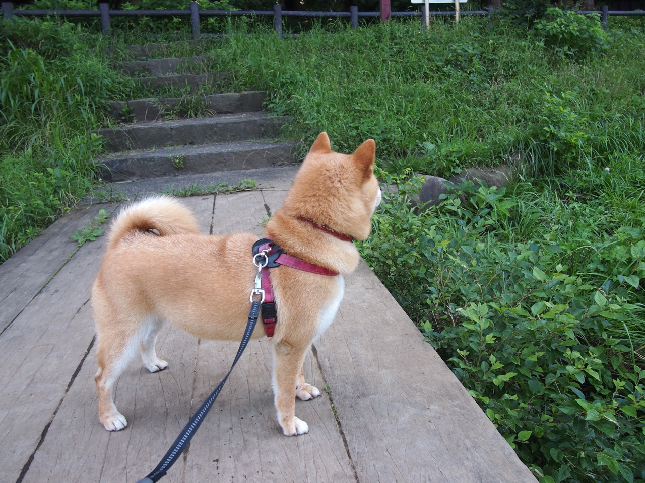 次元风暴，当热火淘汰北京队，杰伦·格林在F1赛道接管比赛