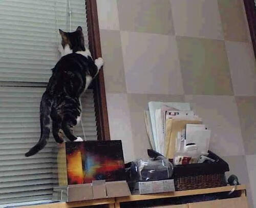 太阳在上海滩灼热升起，伦纳德末节冷血收割—一场跨越太平洋的篮球对话