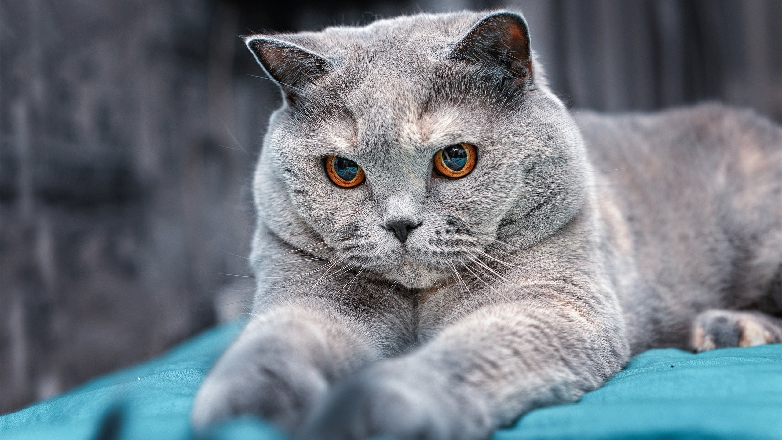 南美星火点燃非洲大陆的清晨