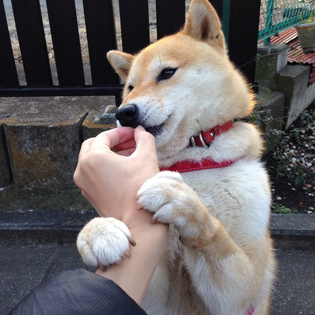 不踩刹车的战争，当F1终局遇上波斯湾的斜阳