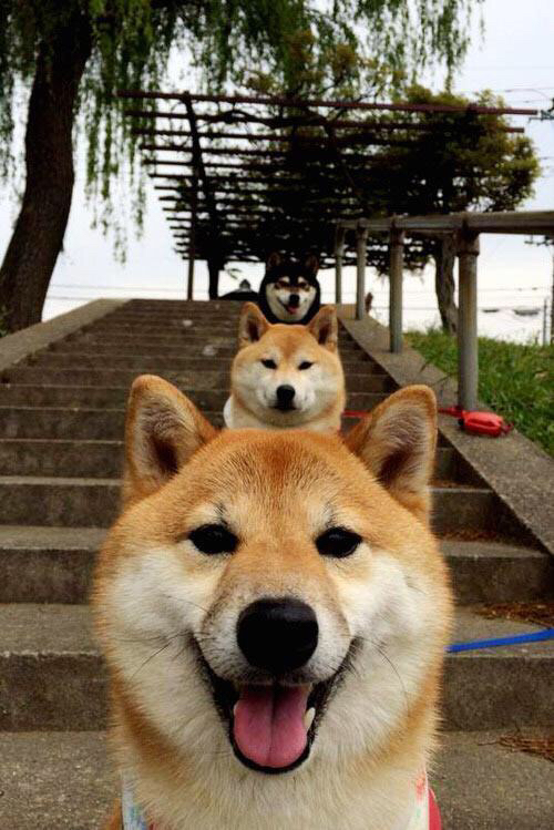 不踩刹车的战争，当F1终局遇上波斯湾的斜阳